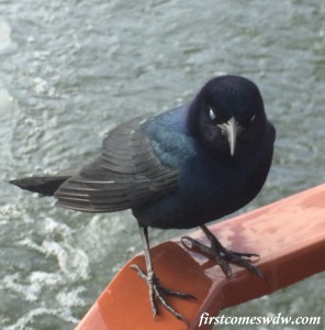 baylakeboatbird