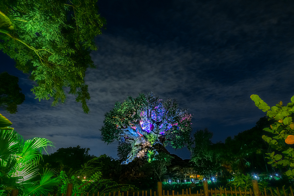 the Tree of LIfe at night